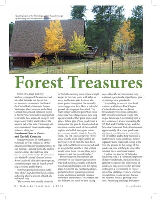 8 | N e b r a s k a F o r e s t S e r v i c e 2 0 1 4 				 n f s . u n l . e d u
DECADES AGO, GLENN
Viehmeyer proposed the controversial
idea that Nebraska has forests that
are remnant extensions of the flora of
the Central Rocky Mountain Forests.
Viehmeyer, a horticulturist at the West
Central Research and Extension Center
at North Platte, believed it was important
to describe these areas and interpret their
importance. Widely scattered over the
western half of the state, Viehmeyer and
others considered these forests unique
stalwarts of the past.
Ponderosa Pine in Custer
and Garfield Counties
Forest populations in north central
Nebraska serve to remind us of the
unique contribution woodlands make to
our heritage­—among them, the eastern
most examples of ponderosa pine
forests in Custer County’s Pine Canyon
and Garfield County’s Jones Canyon.
Associated with this native pine species,
common juniper may be found sprawl-
ing across the gentle slopes.
Historical publications such as the
Trail of the Loup describe these canyons
as having a heavy growth of hard and
softwood trees.
“The canyons were usually deep rifts
in the hills, running more or less at right
angles to the river plain, with sides so
steep and broken as to form an ade-
quate protection against the annually
recurring prairie fires. Here, a splendid
growth of evergreens flourished. The
really important forest growth of those
times was the cedar canyons, now long
ago despoiled of their giant cedars and
pines. Yellow pine (Pinus ponderosa), a
remnant of the great fir forests which at
one time covered much of the sandhill
region, and which may again (under
government care) be made to flourish
there. The red cedar (Juniperus virgin-
iana) was the most important for all
purposes. Out of them the best dwell-
ings in the settlements were erected; and
so sought after were they, that settlers
would come from two and three days’
journey to get the coveted timber.”
Ponderosa pine dominates in the
overstory of the ponderosa pine forest
type and may be associated with hard-
woods along drainages or in low-lying
areas. On north and east facing slopes,
protection from prevailing summer
winds and intense sunlight produce
somewhat dense stands. In contrast, the
dry hilltops and south or west facing
Forest Treasuresslopes allow the development of only
scattered, open stands of ponderosa pine
in mixed-prairie grasslands.
Responding to interest from local
residents with ties to Pine Canyon,
a Nebraska Forest Service Forest
Stewardship project was initiated in
2005 to help protect and restore this
unique landscape. Cooperating with a
local landowner, a local contractor, the
U.S. Fish and Wildlife Service and the
Nebraska Game and Parks Commission,
approximately 18 acres of ponderosa
pine forest was thinned to reduce the
risk of wildfire and to help maintain a
healthy forest stand condition. Remov-
ing ladder fuels that could convey a fire
from the ground to the canopy of the
ponderosa pine will help to insure this
remnant forest continues to exist.
A native tree species of Nebraska,
ponderosa pine is a common component
of many windbreaks. Basic forest man-
agement recognizes the importance of
using local seed sources when growing
seedlings in a tree nursery for conser-
vation tree plantings. Natural selection
through time produces trees that are
best adapted to local growing condi-
tions. Producing seedlings from these
Quaking aspen of the Pine Ridge are on the eastern edge
of their range and therefore not abundant.
 