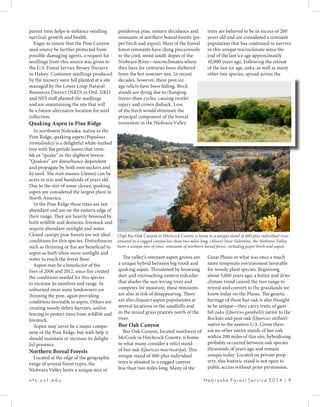 n f s . u n l . e d u 						 N e b r a s k a Fo r e s t S e r v i c e 2 0 1 4 | 9
ponderosa pine, eastern deciduous and
remnants of northern boreal forests (pa-
per birch and aspen). Most of the boreal
forest remnants have clung precariously
to the cool, moist south slopes of the
Niobrara River—microclimates where
they have for centuries been sheltered
from the hot summer sun. In recent
decades, however, these post-ice
age relicts have been fading. Birch
stands are dying due to changing
freeze-thaw cycles, causing rootlet
injury and crown dieback. Loss
of the birch would eliminate the
principal component of the boreal
ecosystem in the Niobrara Valley.
The valley’s remnant aspen groves are
a unique hybrid between big-tooth and
quaking aspen. Threatened by browsing
deer and encroaching eastern redcedar
that shades the sun-loving trees and
competes for moisture, these remnants
are also at risk of disappearing. There
are also disjunct aspen populations at
several locations in the sandhills and
in the mixed grass prairies north of the
river.
Bur Oak Canyon
Bur Oak Canyon, located southwest of
McCook in Hitchcock County, is home
to what many consider a relict stand
of bur oak (Quercus macrocarpa). This
unique stand of 400-plus individual
trees is situated in a rugged canyon
less than two miles long. Many of the
parent trees helps to enhance seedling
survival, growth and health.
Eager to insure that the Pine Canyon
seed source be further protected from
possible damaging agents, a request for
seedlings from this source was given to
the U.S. Forest Service Bessey Nursery
in Halsey. Container seedlings produced
by the nursery were fall planted at a site
managed by the Lower Loup Natural
Resources District (NRD) in Ord. NRD
and NFS staff planted the seedlings
and are maintaining the site that will
be a future alternative location for seed
collection.
Quaking Aspen in Pine Ridge
In northwest Nebraska, native to the
Pine Ridge, quaking aspen (Populous
tremuloides) is a delightful white-barked
tree with flat petiole leaves that trem-
ble or “quake” in the slightest breeze.
“Quakies” are disturbance dependent
and propagate by both root suckers and
by seed. The root masses (clones) can be
acres in size and hundreds of years old.
Due to the size of some clones, quaking
aspen are considered the largest plant in
North America.
In the Pine Ridge these trees are not
abundant and are on the eastern edge of
their range. They are heavily browsed by
both wildlife and domestic livestock and
require abundant sunlight and water.
Closed canopy pine forests are not ideal
conditions for this species. Disturbances
such as thinning or fire are beneficial to
aspen as both allow more sunlight and
water to reach the forest floor.
Aspen may be a benefactor of the
fires of 2006 and 2012, since fire created
the conditions needed for this species
to increase its numbers and range. In
unburned areas some landowners are
thinning the pine, again providing
conditions favorable to aspen. Others are
creating woody debris barriers, and/or
fencing to protect trees from wildlife and
livestock.
Aspen may never be a major compo-
nent of the Pine Ridge, but with help it
should maintain or increase its delight-
ful presence.
Northern Boreal Forests
Located at the edge of the geographic
range of several forest types, the
Niobrara Valley hosts a unique mix of
trees are believed to be in excess of 200
years old and are considered a remnant
population that has continued to survive
in this unique microclimate since the
end of the last ice age approximately
10,000 years ago. Following the retreat
of the last ice age, oaks, as well as many
other tree species, spread across the
Great Plains in what was once a much
more temperate environment favorable
for woody plant species. Beginning
about 5,000 years ago, a hotter and drier
climate trend caused the tree range to
retreat and convert to the grasslands we
know today on the Plains. The genetic
heritage of these bur oak is also thought
to be unique—they carry traits of gam-
bel oaks (Quercus gambelii) native to the
Rockies and post oak (Quercus stellate)
native to the eastern U.S. Given there
are no other native stands of bur oak
within 200 miles of this site, hybridizing
probably occurred between oak species
thousands of years ago and remain
unique today. Located on private prop-
erty, this historic stand is not open to
public access without prior permission.
(Top) Bur Oak Canyon in Hitchcock County is home to a unique stand of 400-plus individual trees
situated in a rugged canyon less than two miles long. (Above) Near Valentine, the Niobrara Valley
hosts a unique mix of trees, remnants of northern boreal forest, including paper birch and aspen.
 