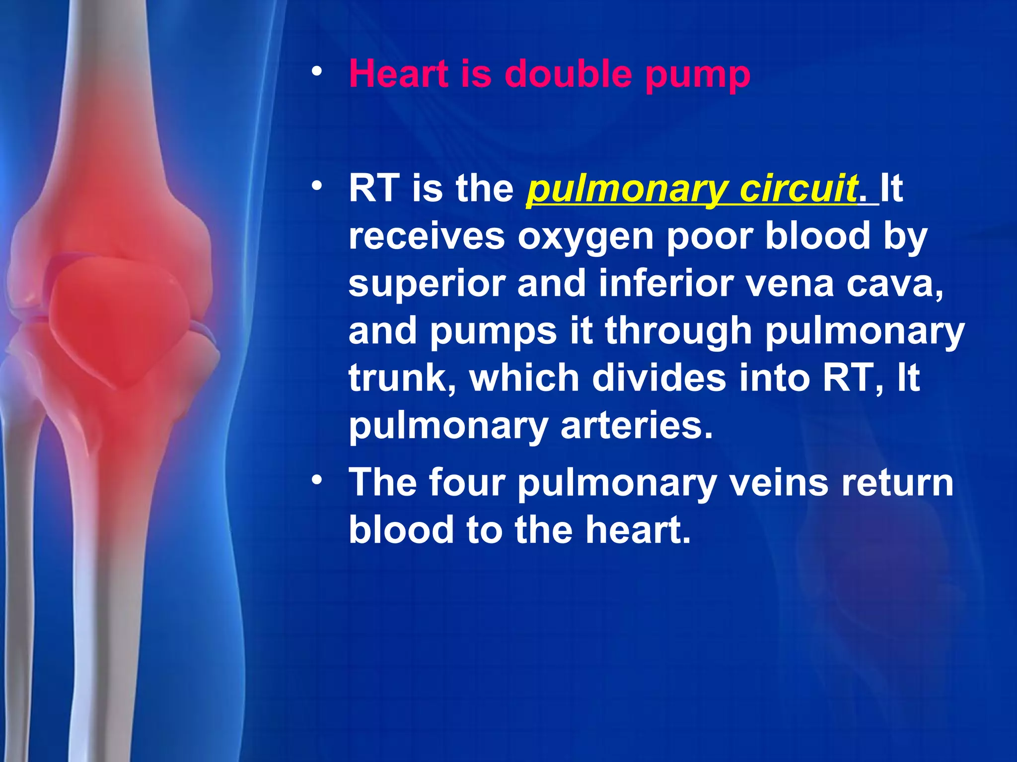 • Heart is double pump
• RT is the pulmonary circuit. It
receives oxygen poor blood by
superior and inferior vena cava,
and pumps it through pulmonary
trunk, which divides into RT, lt
pulmonary arteries.
• The four pulmonary veins return
blood to the heart.
 