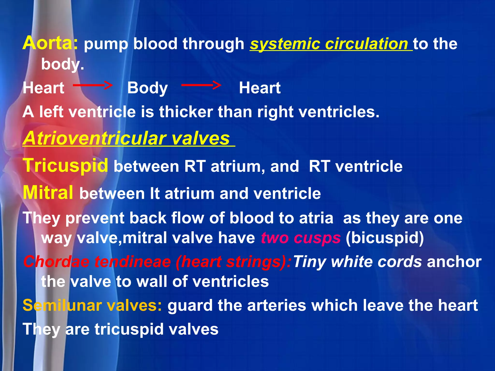 Aorta: pump blood through systemic circulation to the
body.
Heart Body Heart
A left ventricle is thicker than right ventricles.
Atrioventricular valves
Tricuspid between RT atrium, and RT ventricle
Mitral between lt atrium and ventricle
They prevent back flow of blood to atria as they are one
way valve,mitral valve have two cusps (bicuspid)
Chordae tendineae (heart strings):Tiny white cords anchor
the valve to wall of ventricles
Semilunar valves: guard the arteries which leave the heart
They are tricuspid valves
 