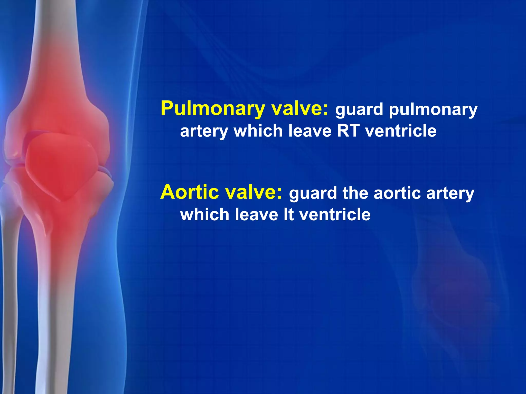 Pulmonary valve: guard pulmonary
artery which leave RT ventricle
Aortic valve: guard the aortic artery
which leave lt ventricle
 