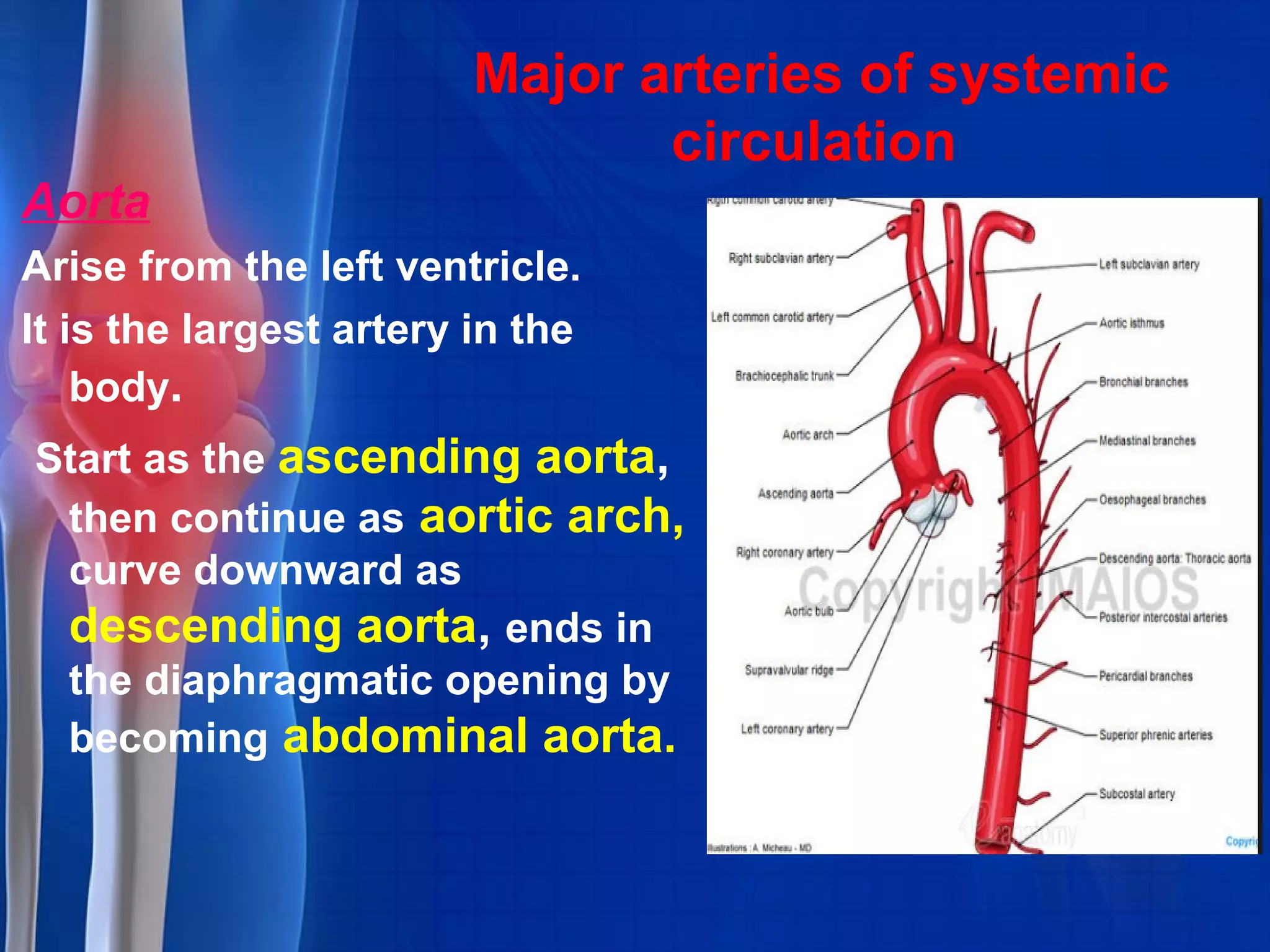 Major arteries of systemic
circulation
Aorta
Arise from the left ventricle.
It is the largest artery in the
body.
Start as the ascending aorta,
then continue as aortic arch,
curve downward as
descending aorta, ends in
the diaphragmatic opening by
becoming abdominal aorta.
 