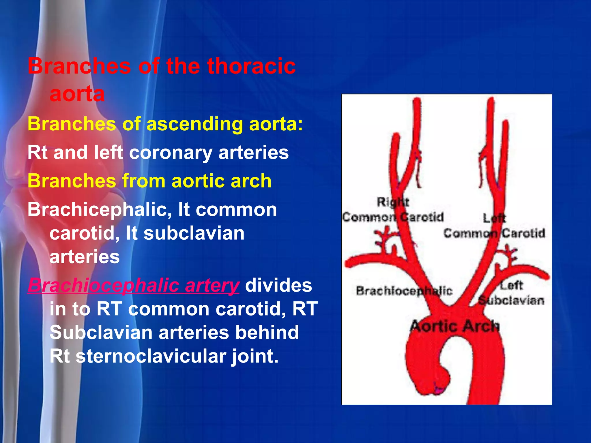 Branches of the thoracic
aorta
Branches of ascending aorta:
Rt and left coronary arteries
Branches from aortic arch
Brachicephalic, lt common
carotid, lt subclavian
arteries
Brachiocephalic artery divides
in to RT common carotid, RT
Subclavian arteries behind
Rt sternoclavicular joint.
 