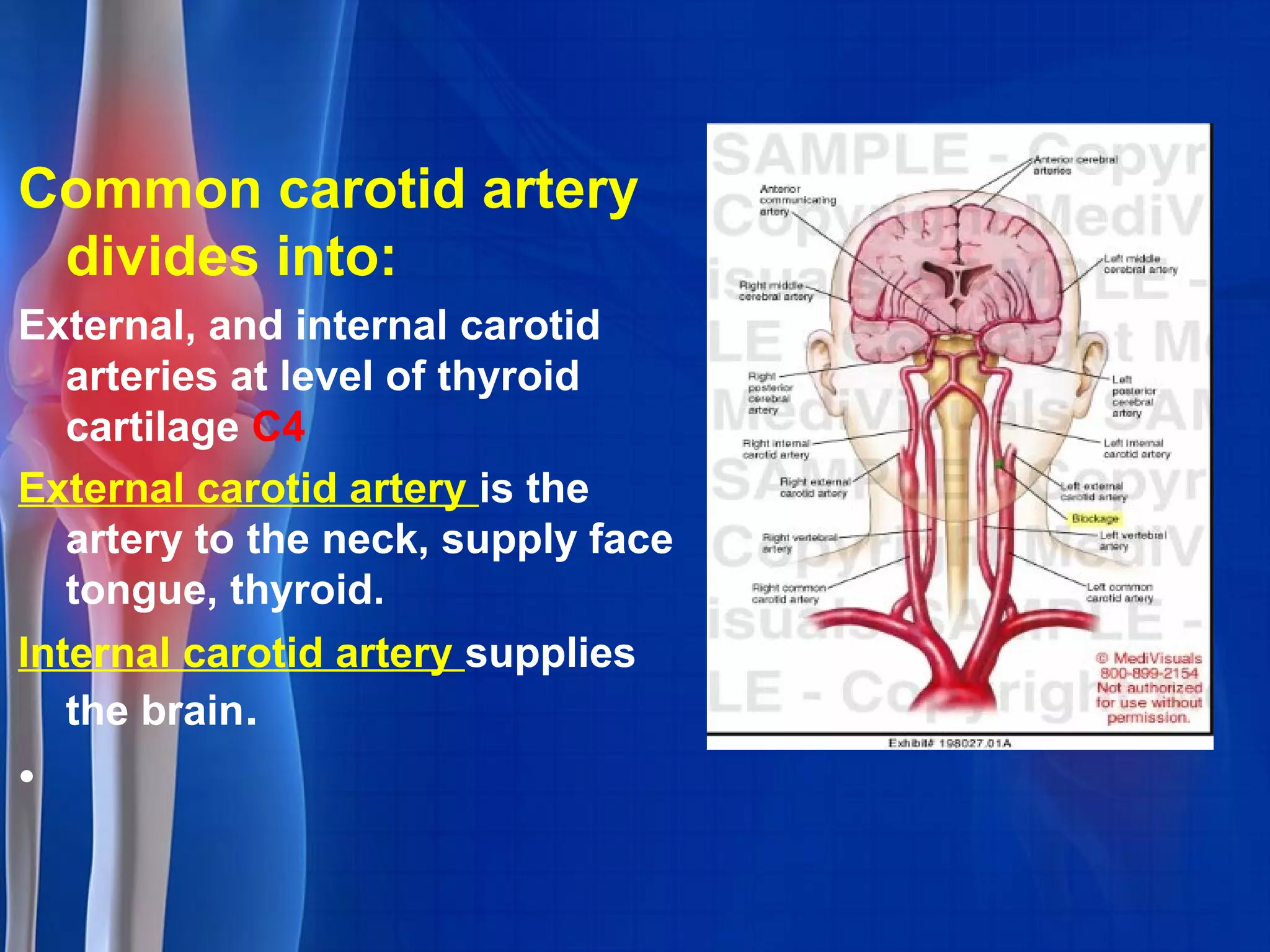 Common carotid artery
divides into:
External, and internal carotid
arteries at level of thyroid
cartilage C4
External carotid artery is the
artery to the neck, supply face
tongue, thyroid.
Internal carotid artery supplies
the brain.
•
 