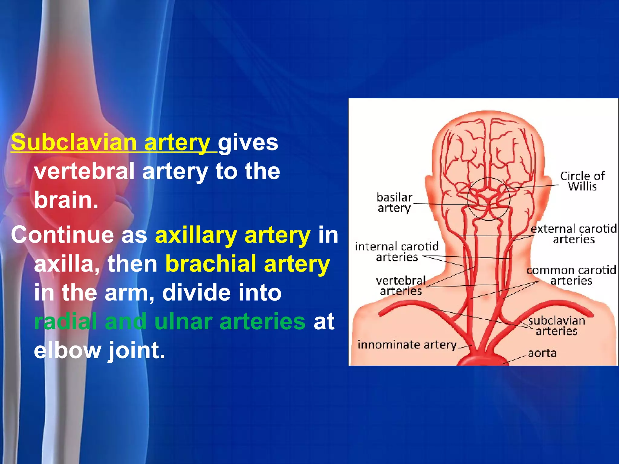 Subclavian artery gives
vertebral artery to the
brain.
Continue as axillary artery in
axilla, then brachial artery
in the arm, divide into
radial and ulnar arteries at
elbow joint.
 