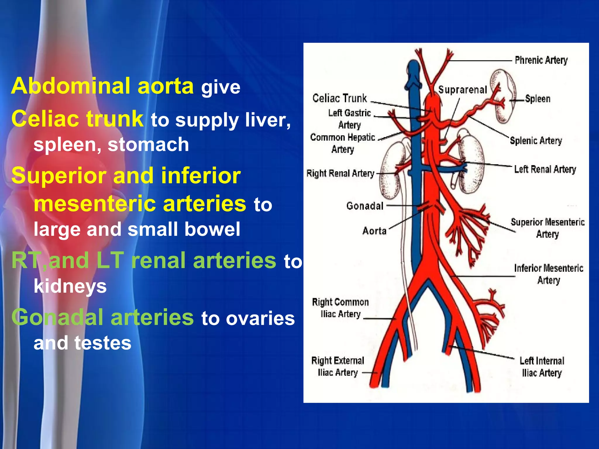 Abdominal aorta give
Celiac trunk to supply liver,
spleen, stomach
Superior and inferior
mesenteric arteries to
large and small bowel
RT,and LT renal arteries to
kidneys
Gonadal arteries to ovaries
and testes
 