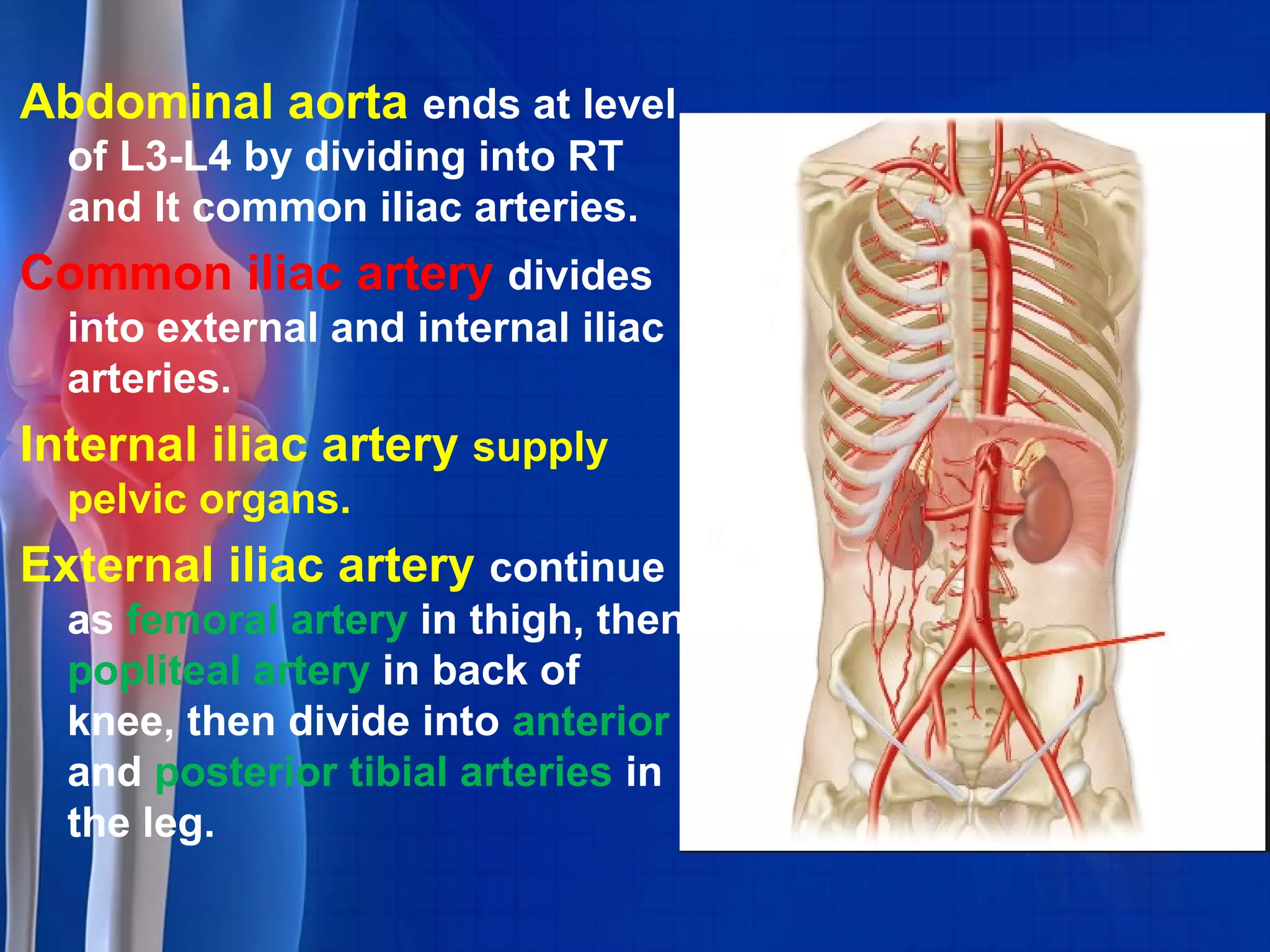 Abdominal aorta ends at level
of L3-L4 by dividing into RT
and lt common iliac arteries.
Common iliac artery divides
into external and internal iliac
arteries.
Internal iliac artery supply
pelvic organs.
External iliac artery continue
as femoral artery in thigh, then
popliteal artery in back of
knee, then divide into anterior
and posterior tibial arteries in
the leg.
 