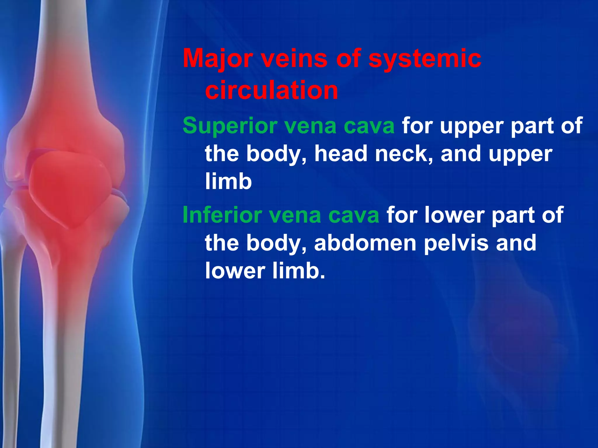 Major veins of systemic
circulation
Superior vena cava for upper part of
the body, head neck, and upper
limb
Inferior vena cava for lower part of
the body, abdomen pelvis and
lower limb.
 