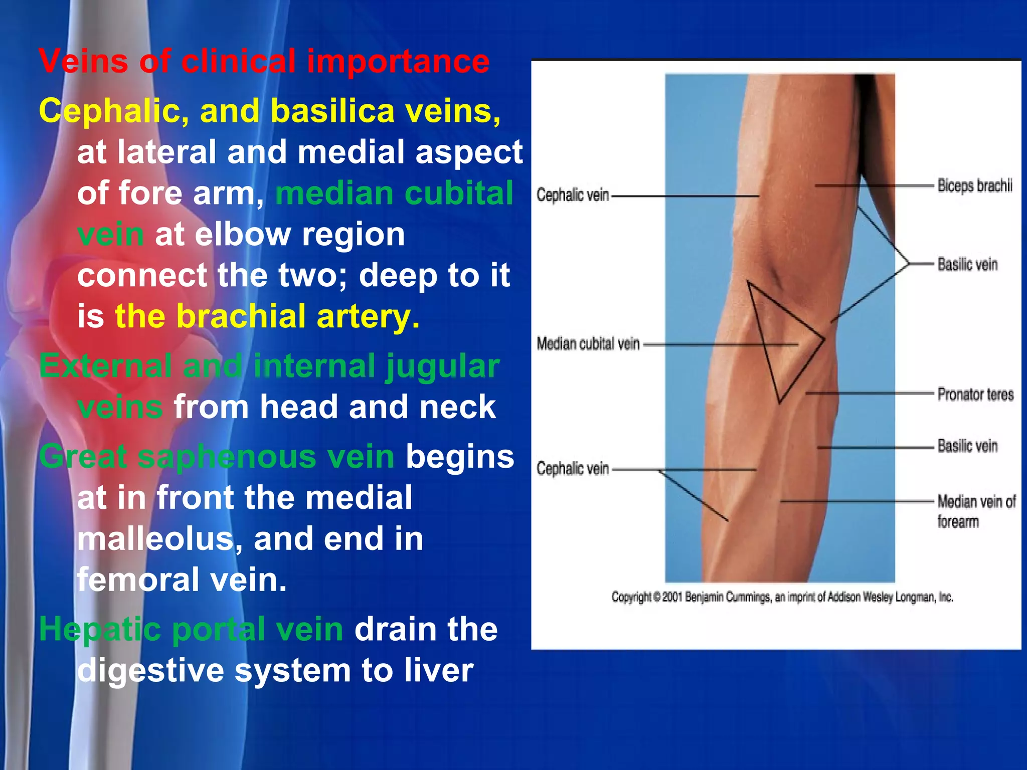 Veins of clinical importance
Cephalic, and basilica veins,
at lateral and medial aspect
of fore arm, median cubital
vein at elbow region
connect the two; deep to it
is the brachial artery.
External and internal jugular
veins from head and neck
Great saphenous vein begins
at in front the medial
malleolus, and end in
femoral vein.
Hepatic portal vein drain the
digestive system to liver
 