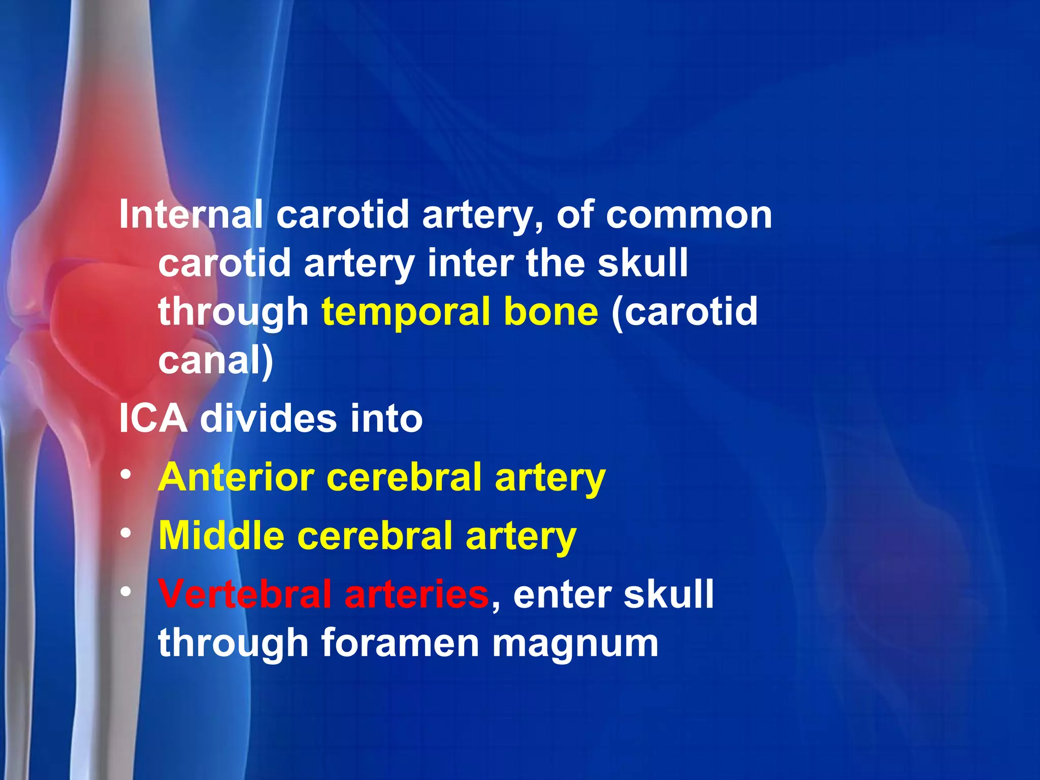 Internal carotid artery, of common
carotid artery inter the skull
through temporal bone (carotid
canal)
ICA divides into
• Anterior cerebral artery
• Middle cerebral artery
• Vertebral arteries, enter skull
through foramen magnum
 
