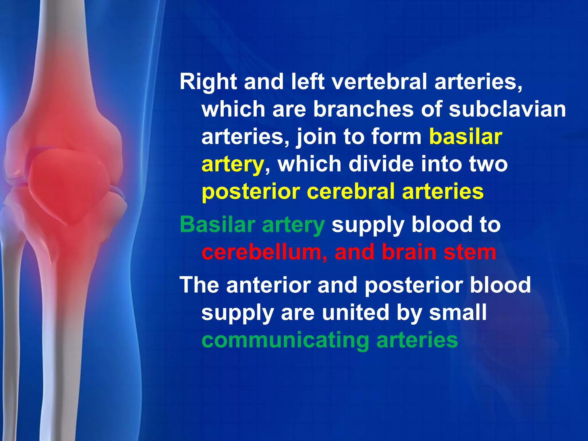 Right and left vertebral arteries,
which are branches of subclavian
arteries, join to form basilar
artery, which divide into two
posterior cerebral arteries
Basilar artery supply blood to
cerebellum, and brain stem
The anterior and posterior blood
supply are united by small
communicating arteries
 