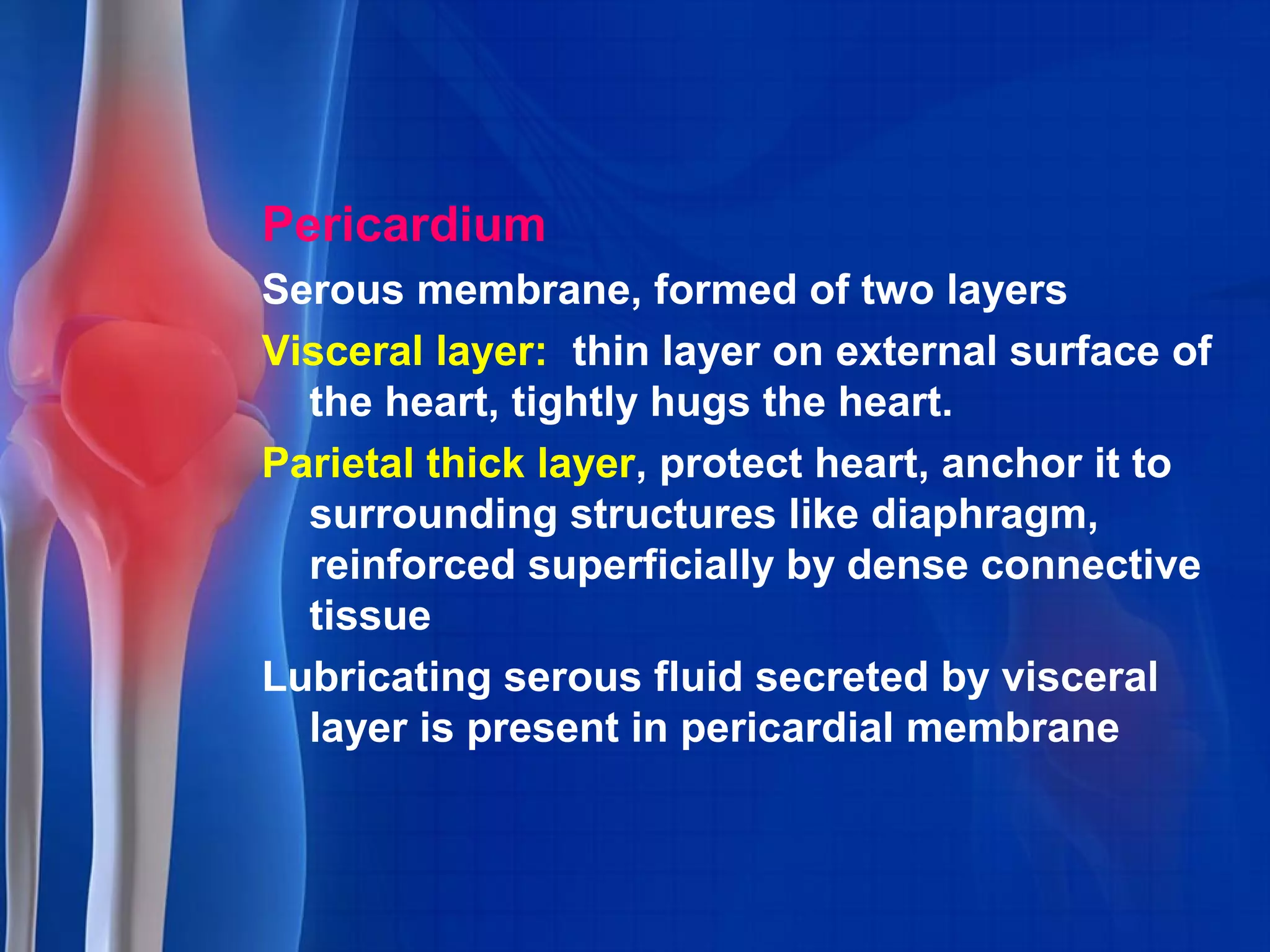Pericardium
Serous membrane, formed of two layers
Visceral layer: thin layer on external surface of
the heart, tightly hugs the heart.
Parietal thick layer, protect heart, anchor it to
surrounding structures like diaphragm,
reinforced superficially by dense connective
tissue
Lubricating serous fluid secreted by visceral
layer is present in pericardial membrane
 