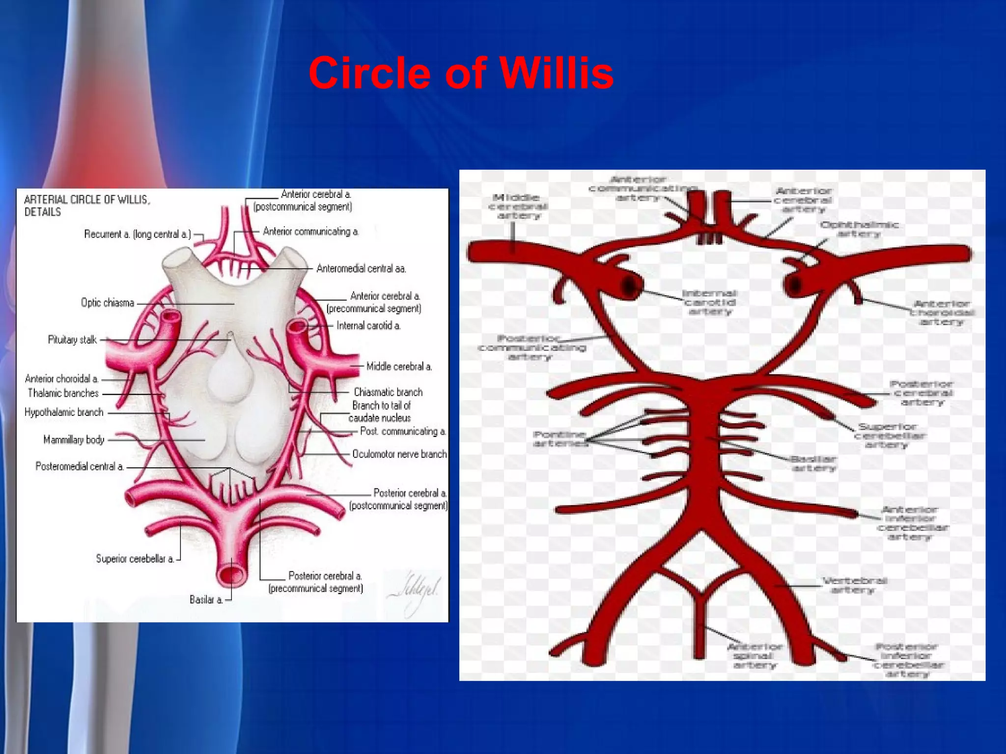 Circle of Willis
 