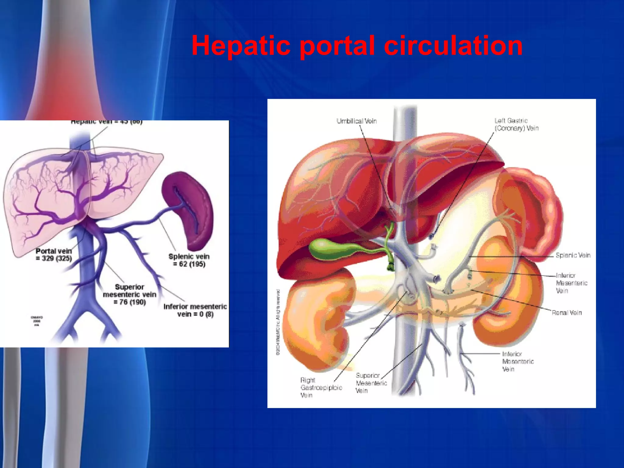 Hepatic portal circulation
 