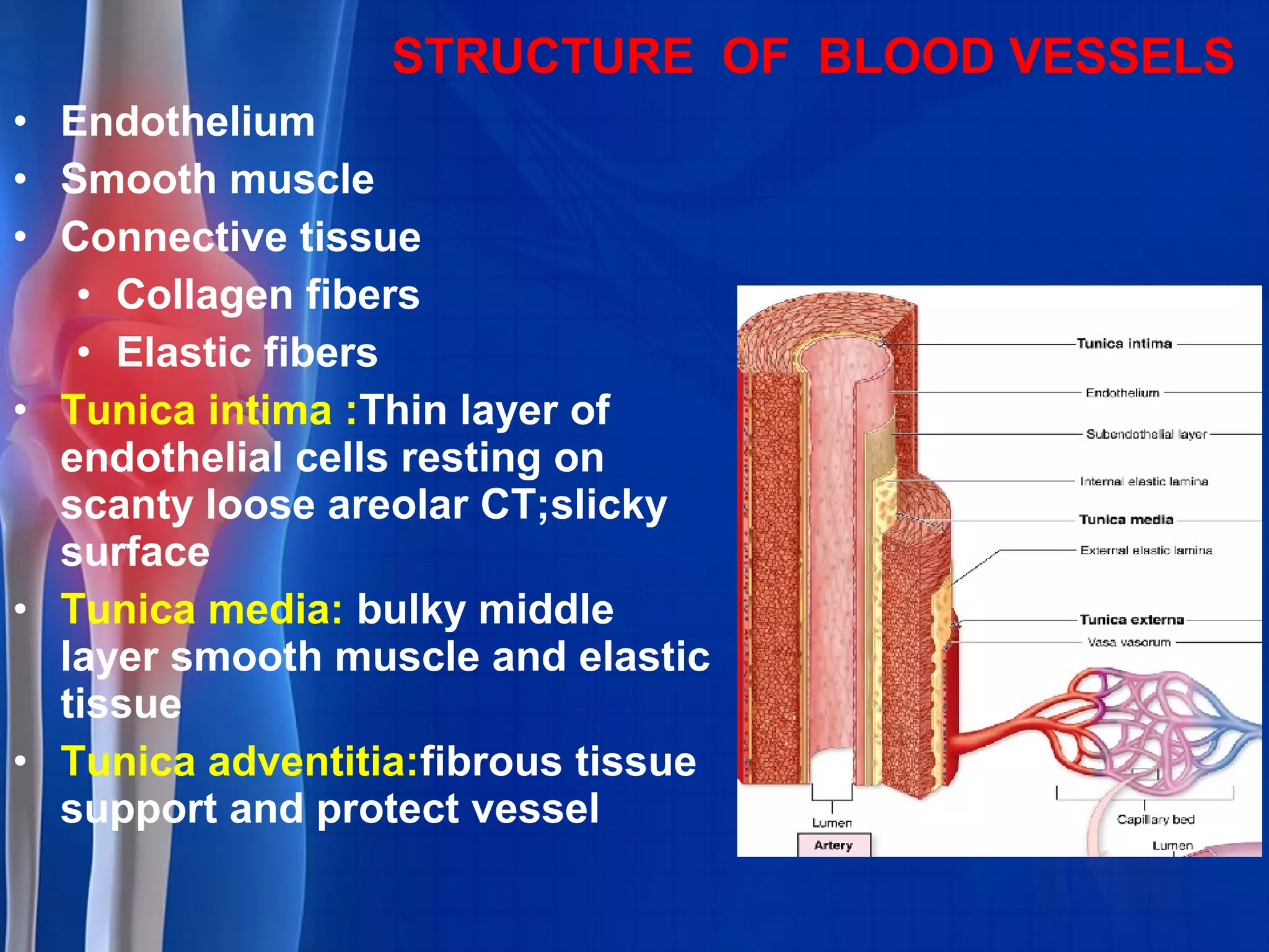 STRUCTURE OF BLOOD VESSELS
• Endothelium
• Smooth muscle
• Connective tissue
• Collagen fibers
• Elastic fibers
• Tunica intima :Thin layer of
endothelial cells resting on
scanty loose areolar CT;slicky
surface
• Tunica media: bulky middle
layer smooth muscle and elastic
tissue
• Tunica adventitia:fibrous tissue
support and protect vessel
 