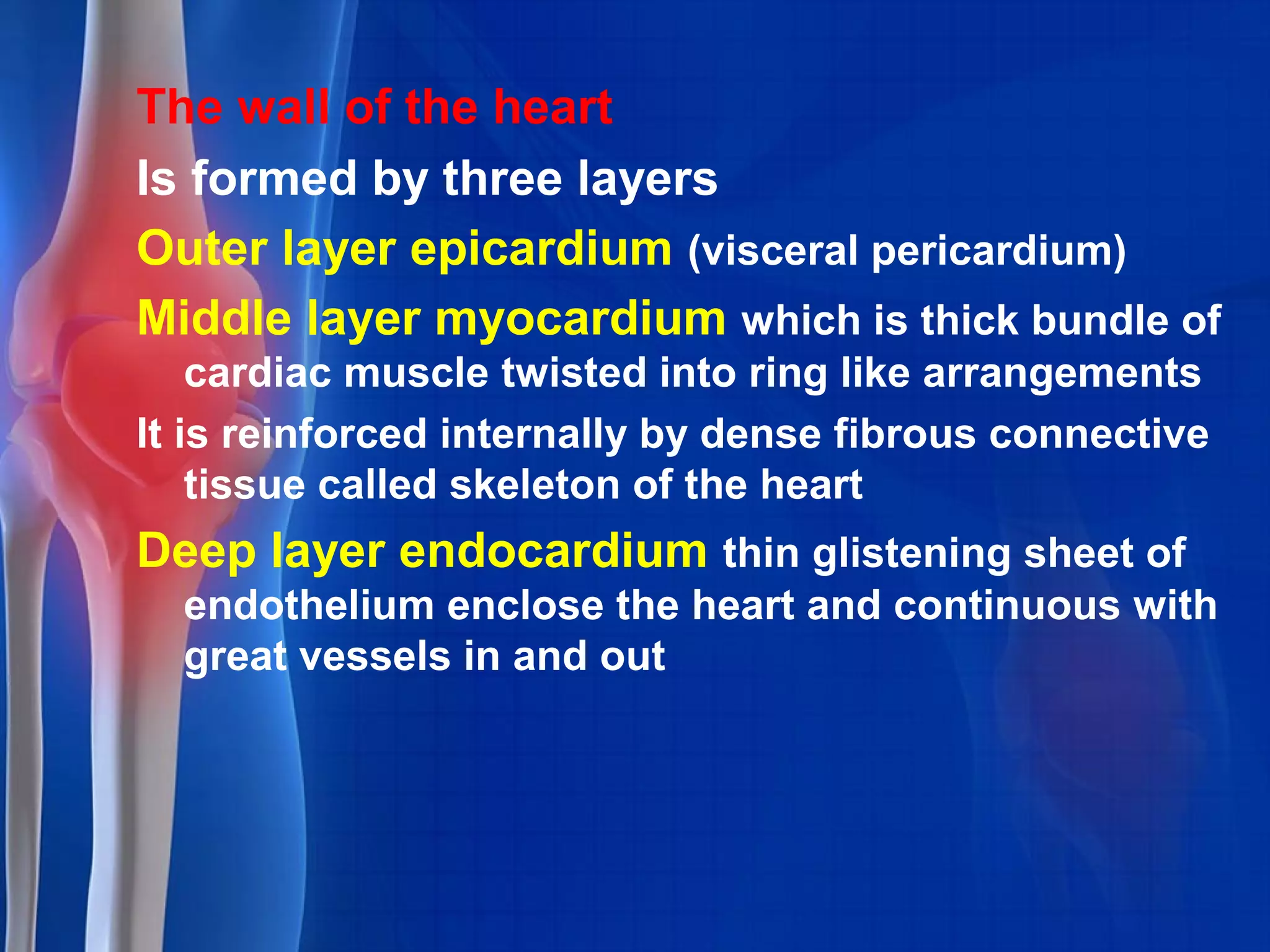 The wall of the heart
Is formed by three layers
Outer layer epicardium (visceral pericardium)
Middle layer myocardium which is thick bundle of
cardiac muscle twisted into ring like arrangements
It is reinforced internally by dense fibrous connective
tissue called skeleton of the heart
Deep layer endocardium thin glistening sheet of
endothelium enclose the heart and continuous with
great vessels in and out
 