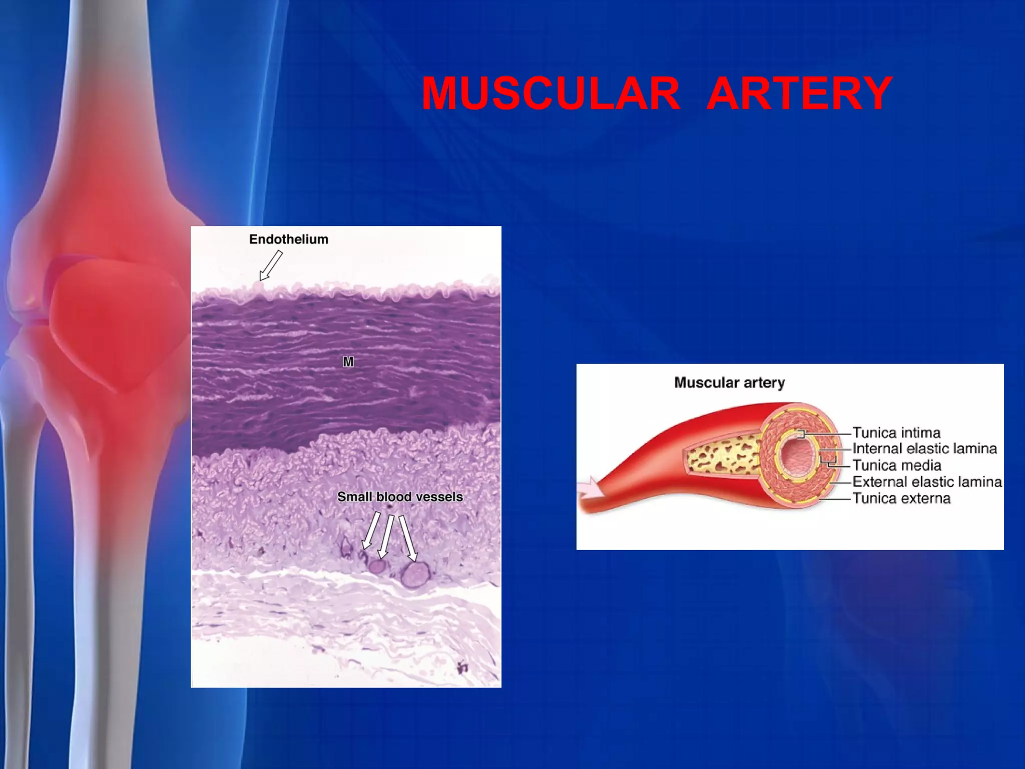MUSCULAR ARTERY
 