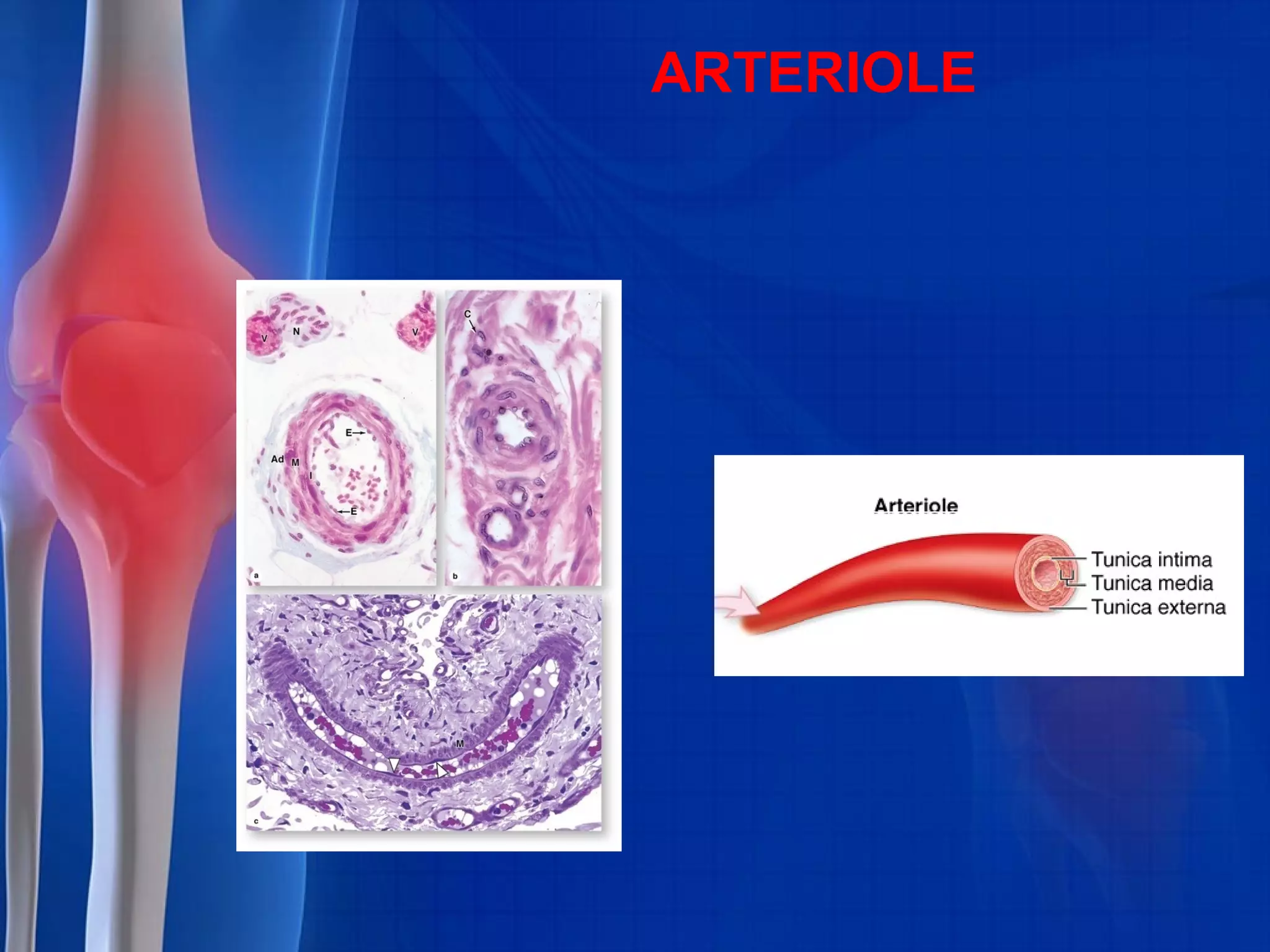 ARTERIOLE
 