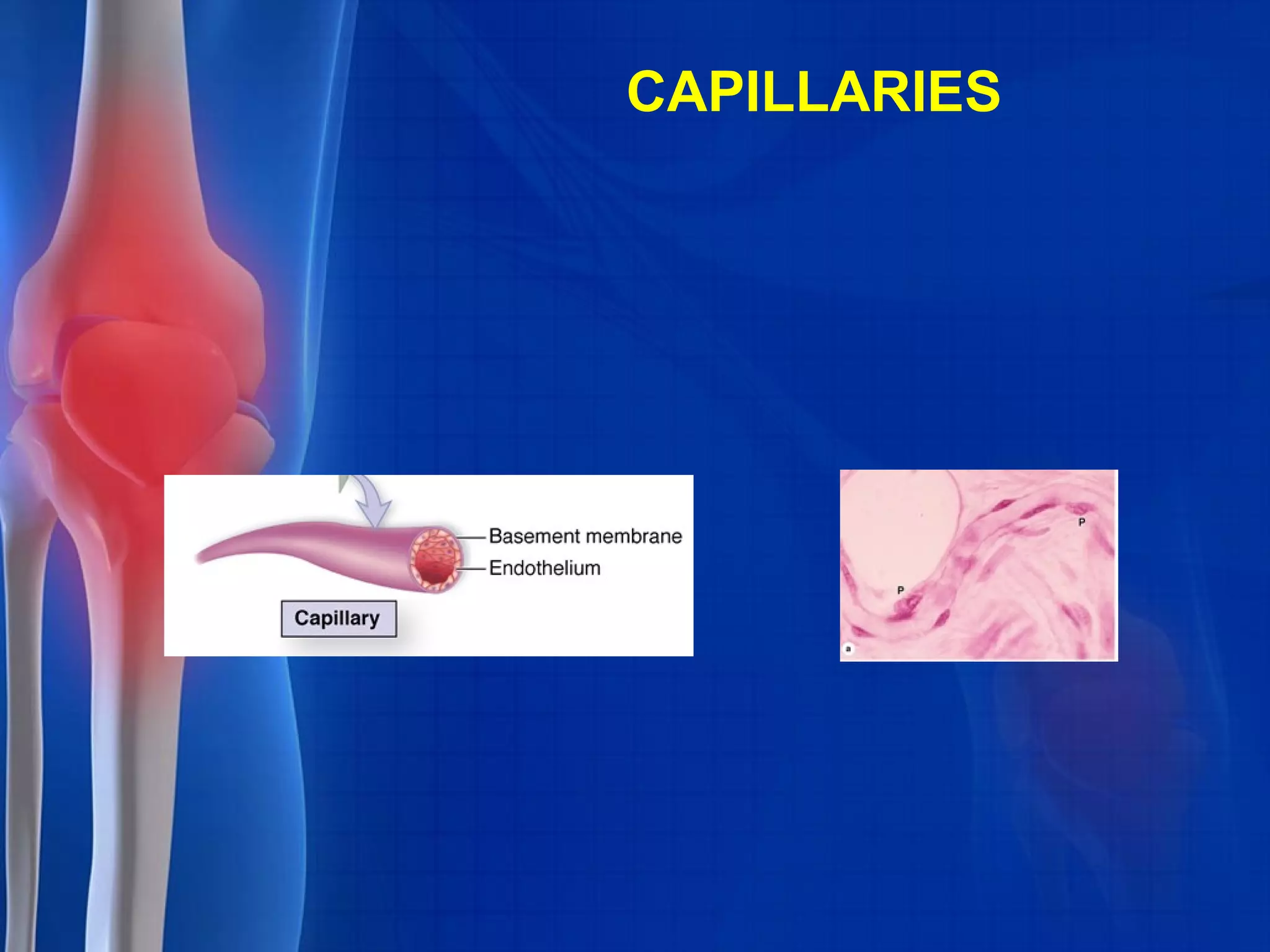 CAPILLARIES
 