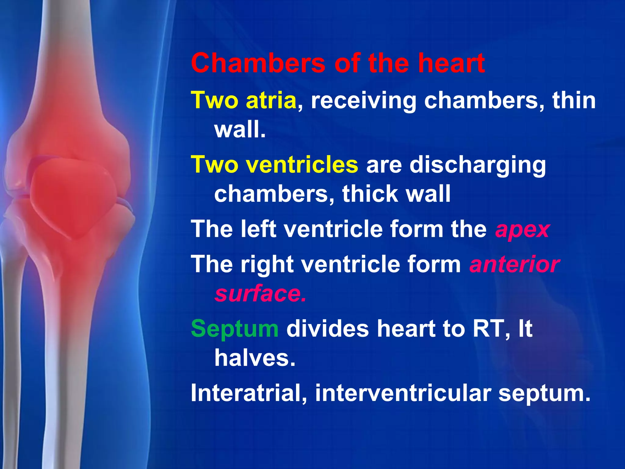 Chambers of the heart
Two atria, receiving chambers, thin
wall.
Two ventricles are discharging
chambers, thick wall
The left ventricle form the apex
The right ventricle form anterior
surface.
Septum divides heart to RT, lt
halves.
Interatrial, interventricular septum.
 