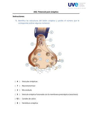 AA2. Potencial post sináptico
Instrucciones:
1. Identifica las estructuras del botón sináptico y ponles el número que le
corresponda (sobran algunos números).
( 4 ) Vesículas sinápticas
( 7 ) Neurotransmisor
( 3 ) Microtúbulo
( 5 ) Vesícula sináptica fusionada con la membrana presináptica (exocitosis)
( 12 ) Canales de calcio
( 8 ) Hendidura sináptica
 