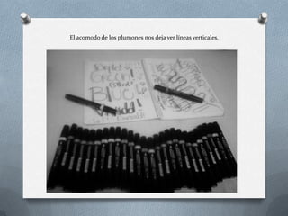 El acomodo de los plumones nos deja ver líneas verticales.
 