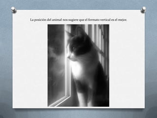 La posición del animal nos sugiere que el formato vertical es el mejor.
 