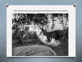 Esta toma fue más cercana para apreciar las plumas del ave y otros detalles.
 