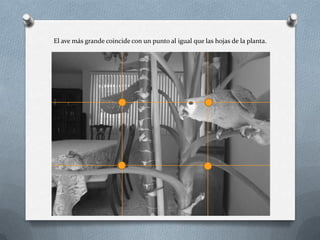 El ave más grande coincide con un punto al igual que las hojas de la planta.
 