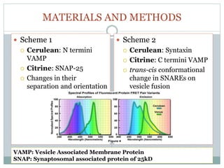 MATERIALS AND METHODS
 Scheme 1
 Cerulean: N termini
VAMP
 Citrine: SNAP-25
 Changes in their
separation and orientation
 Scheme 2
 Cerulean: Syntaxin
 Citrine: C termini VAMP
 trans-cis conformational
change in SNAREs on
vesicle fusion
VAMP: Vesicle Associated Membrane Protein
SNAP: Synaptosomal associated protein of 25kD
 