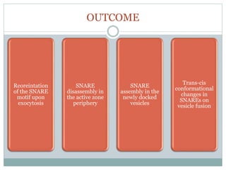 OUTCOME
Reoreintation
of the SNARE
motif upon
exocytosis
SNARE
disassembly in
the active zone
periphery
SNARE
assembly in the
newly docked
vesicles
Trans-cis
conformational
changes in
SNAREs on
vesicle fusion
 