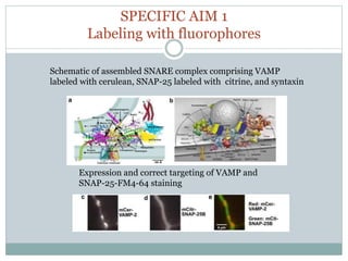 SPECIFIC AIM 1
Labeling with fluorophores
Expression and correct targeting of VAMP and
SNAP-25-FM4-64 staining
Schematic of assembled SNARE complex comprising VAMP
labeled with cerulean, SNAP-25 labeled with citrine, and syntaxin
 