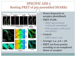 SPECIFIC AIM 2
Resting FRET of pre-assembled SNAREs
 Donor dequench on
acceptor photobleach
 FRET-FLIM:
 FRET ratio of donor:
2.7%(4.9% uncertainty)
 With acceptor: 4.6% (5.9%
uncertainty)
 Control:
 FRET ration: 2.4%
 Average: 2.4 -4.6 = 3%
 FRET not from protein
crowding or un-complexed
donor or acceptor
 