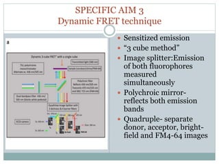 SPECIFIC AIM 3
Dynamic FRET technique
 Sensitized emission
 “3 cube method”
 Image splitter:Emission
of both fluorophores
measured
simultaneously
 Polychroic mirror-
reflects both emission
bands
 Quadruple- separate
donor, acceptor, bright-
field and FM4-64 images
 
