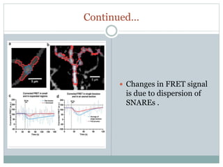 Continued…
 Changes in FRET signal
is due to dispersion of
SNAREs .
 