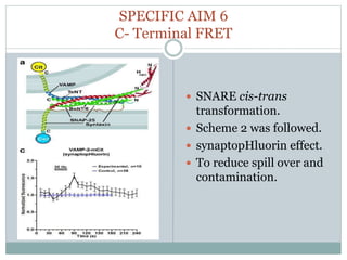 SPECIFIC AIM 6
C- Terminal FRET
 SNARE cis-trans
transformation.
 Scheme 2 was followed.
 synaptopHluorin effect.
 To reduce spill over and
contamination.
 