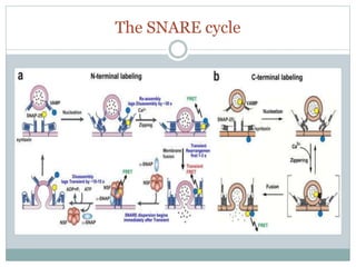 The SNARE cycle
 
