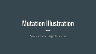 Mutation Illustration
Species Name: Frigcolor alafur
 