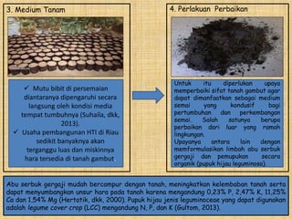 3. Medium Tanam
 Mutu bibit di persemaian
diantaranya dipengaruhi secara
langsung oleh kondisi media
tempat tumbuhnya (Suhaila, dkk,
2013).
 Usaha pembangunan HTI di Riau
sedikit banyaknya akan
terganggu luas dan miskinnya
hara tersedia di tanah gambut.
4. Perlakuan Perbaikan
Untuk itu diperlukan upaya
memperbaiki sifat tanah gambut agar
dapat dimanfaatkan sebagai medium
semai yang kondusif bagi
pertumbuhan dan perkembangan
semai. Salah satunya berupa
perbaikan dari luar yang ramah
lingkungan.
Upayanya antara lain dengan
memformulasikan limbah abu serbuk
gergaji dan pemupukan secara
organik (pupuk hijau leguminosa).
Abu serbuk gergaji mudah bercampur dengan tanah, meningkatkan kelembaban tanah serta
dapat menyumbangkan unsur hara pada tanah karena mengandung 0,23% P, 2,47% K, 11,25%
Ca dan 1,54% Mg (Hertatik, dkk, 2000). Pupuk hijau jenis leguminoceae yang dapat digunakan
adalah legume cover crop (LCC) mengandung N, P, dan K (Gultom, 2013).
 