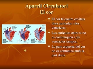 Aparell Circulatori El cor El cor té quatre cavitats dues aurícules i dos ventricles. Les aurícules entre si no es comuniquen i els ventricles tampoc. La part esquerra del cor no es comunica amb la part dreta. 
