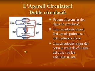 L’Aparell Circulatori Doble circulació Podem diferenciar dos tipus de circulació Una circulació menor. Del cor als pulmons i dels pulmons al cor Una circulació major del cor a la resta de cèl·lules del cos, i de les ceêl·lules al cor. 