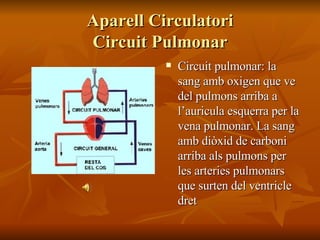 Aparell Circulatori Circuit Pulmonar Circuit pulmonar: la sang amb oxigen que ve del pulmons arriba a l’auricula esquerra per la vena pulmonar. La sang amb diòxid de carboni arriba als pulmons per les arteries pulmonars que surten del ventricle dret 