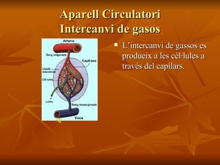 Aparell Circulatori Intercanvi de gasos L’intercanvi de gassos es produeix a les cèl·lules a través del capilars. 