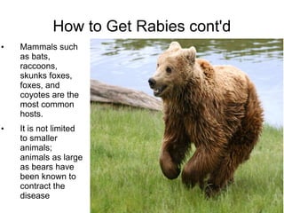 How to Get Rabies cont'd
• Mammals such
as bats,
raccoons,
skunks foxes,
foxes, and
coyotes are the
most common
hosts.
• I...