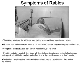 Symptoms of Rabies
• The rabies virus can be within its host for four weeks without showing any signs.
• Humans infected w...