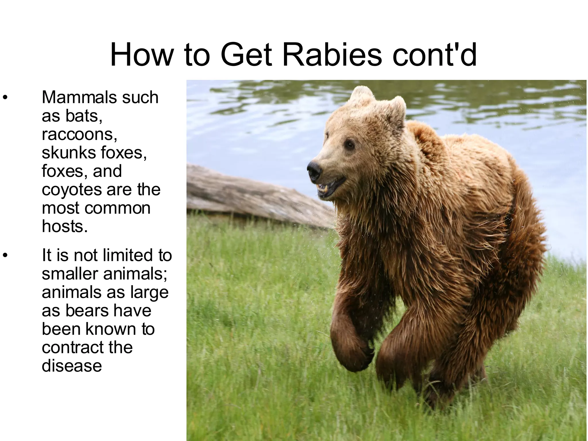 Rabies | PPT