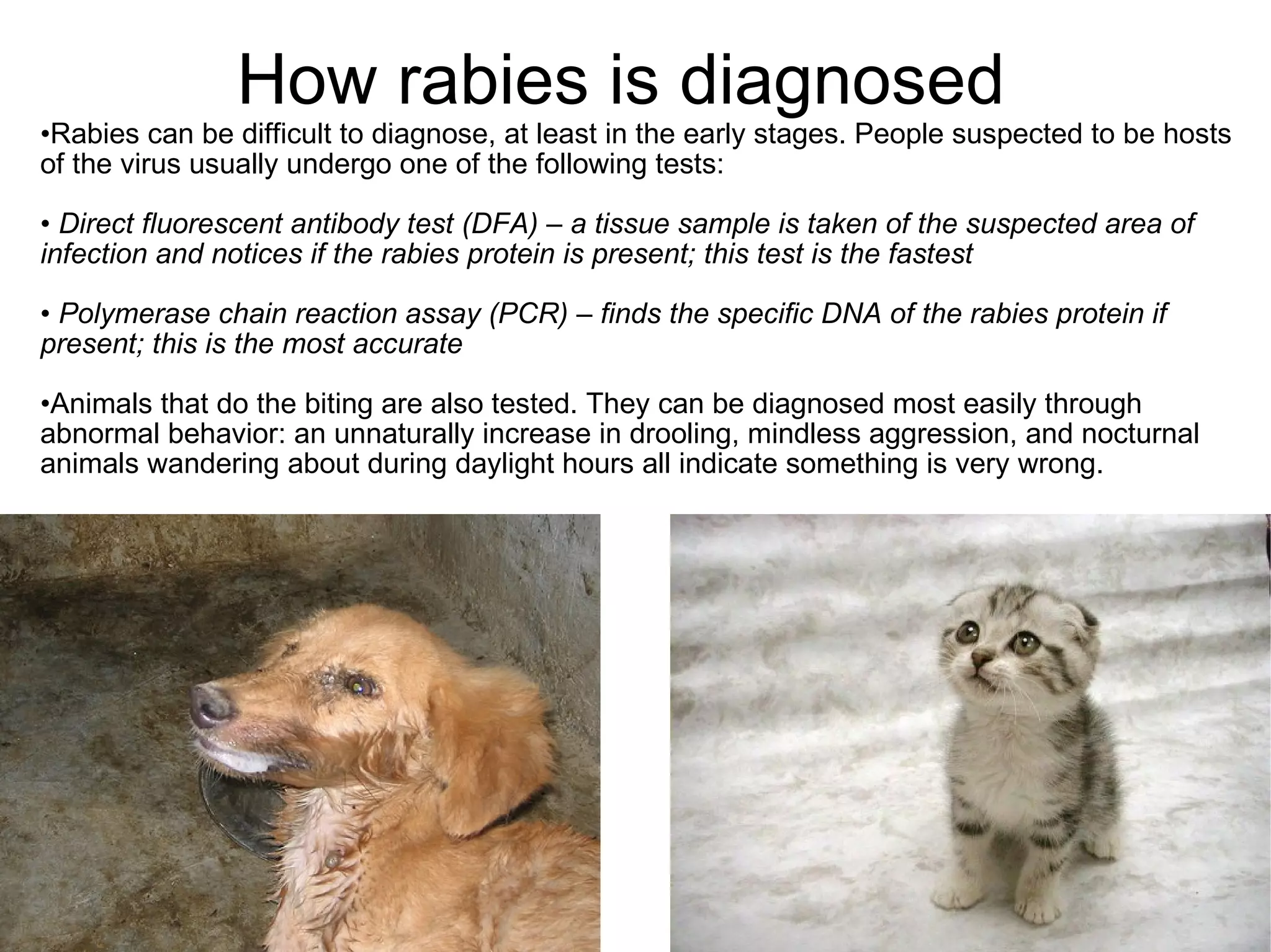 Rabies | PPT