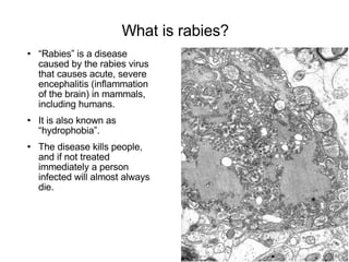 Rabies | PPT