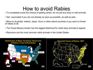Rabies | PPT