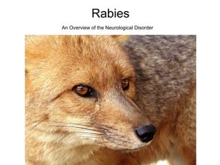 Rabies An Overview of the Neurological Disorder 